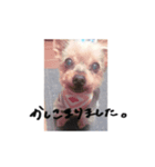 カープくんスタンプ（個別スタンプ：7）