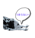 ダルメシアンのアンディだよーno.5（個別スタンプ：3）