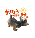 ヨークシャテリアの梅ちゃん（個別スタンプ：1）