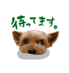 ヨークシャテリアの梅ちゃん（個別スタンプ：3）