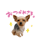 ヨークシャテリアの梅ちゃん（個別スタンプ：4）