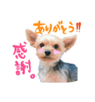ヨークシャテリアの梅ちゃん（個別スタンプ：5）
