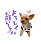 ヨークシャテリアの梅ちゃん（個別スタンプ：6）