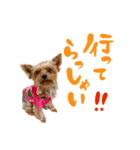ヨークシャテリアの梅ちゃん（個別スタンプ：16）