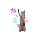 ひこたんとくにゃぼーの日常（個別スタンプ：1）