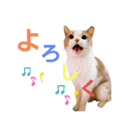 ひこたんとくにゃぼーの日常（個別スタンプ：2）