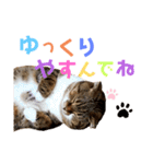 ひこたんとくにゃぼーの日常（個別スタンプ：5）