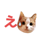 ひこたんとくにゃぼーの日常（個別スタンプ：10）