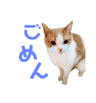 ひこたんとくにゃぼーの日常（個別スタンプ：11）