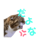 ひこたんとくにゃぼーの日常（個別スタンプ：12）