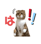 ひこたんとくにゃぼーの日常（個別スタンプ：13）