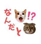 ひこたんとくにゃぼーの日常（個別スタンプ：16）