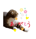 ひこたんとくにゃぼーの日常（個別スタンプ：17）