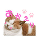 ひこたんとくにゃぼーの日常（個別スタンプ：19）