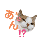 ひこたんとくにゃぼーの日常（個別スタンプ：21）