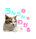 ひこたんとくにゃぼーの日常（個別スタンプ：23）