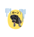 黒シュナくろまめ＆メイ（個別スタンプ：1）
