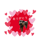 黒シュナくろまめ＆メイ（個別スタンプ：3）