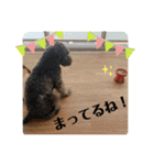 黒シュナくろまめ＆メイ（個別スタンプ：5）