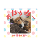 黒シュナくろまめ＆メイ（個別スタンプ：12）