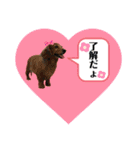 黒シュナくろまめ＆メイ（個別スタンプ：13）