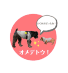 黒シュナくろまめ＆メイ（個別スタンプ：15）