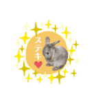 黒シュナくろまめ＆メイ（個別スタンプ：20）