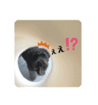 黒シュナくろまめ＆メイ（個別スタンプ：21）