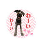 黒シュナくろまめ＆メイ（個別スタンプ：28）