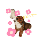 黒シュナくろまめ＆メイ（個別スタンプ：31）