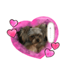 可愛い❤️ワンちゃんスペシャル（個別スタンプ：3）