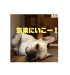 もんちゃんです公開版（個別スタンプ：1）