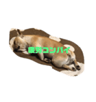 もんちゃんです公開版（個別スタンプ：4）