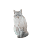 りーちゃん 猫（個別スタンプ：1）