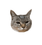 りーちゃん 猫（個別スタンプ：3）