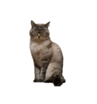 りーちゃん 猫（個別スタンプ：5）