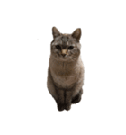 りーちゃん 猫（個別スタンプ：6）