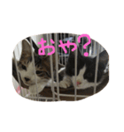 みけとらこむもねぎ（個別スタンプ：2）