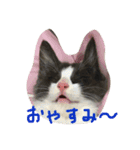 みけとらこむもねぎ（個別スタンプ：4）