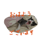 みけとらこむもねぎ（個別スタンプ：8）