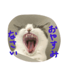 みけとらこむもねぎ（個別スタンプ：9）
