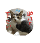 みけとらこむもねぎ（個別スタンプ：11）