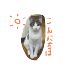 みけとらこむもねぎ（個別スタンプ：14）