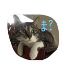 みけとらこむもねぎ（個別スタンプ：15）