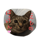 みけとらこむもねぎ（個別スタンプ：16）