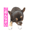 ドヤ顔バロン（個別スタンプ：2）
