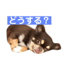 ドヤ顔バロン（個別スタンプ：3）