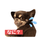 ドヤ顔バロン（個別スタンプ：4）