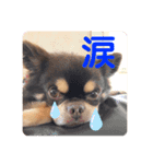 ドヤ顔バロン（個別スタンプ：5）