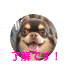 ドヤ顔バロン（個別スタンプ：7）